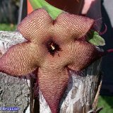 Stapelia sp GX hybr.jpg